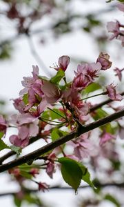 Preview wallpaper flowers, cherry, leaves, branch, spring