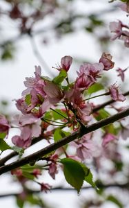 Preview wallpaper flowers, cherry, leaves, branch, spring