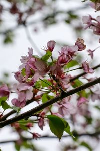 Preview wallpaper flowers, cherry, leaves, branch, spring