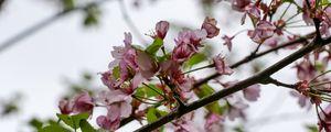 Preview wallpaper flowers, cherry, leaves, branch, spring