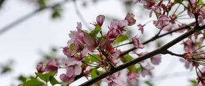 Preview wallpaper flowers, cherry, leaves, branch, spring