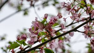 Preview wallpaper flowers, cherry, leaves, branch, spring