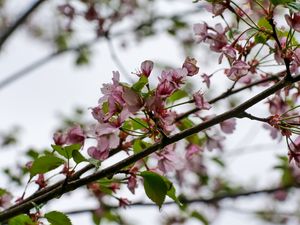 Preview wallpaper flowers, cherry, leaves, branch, spring