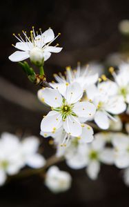 Preview wallpaper flowers, cherry, petals, white, spring, blur