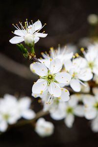 Preview wallpaper flowers, cherry, petals, white, spring, blur