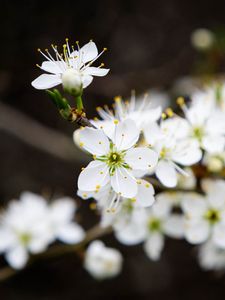 Preview wallpaper flowers, cherry, petals, white, spring, blur