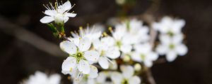 Preview wallpaper flowers, cherry, petals, white, spring, blur