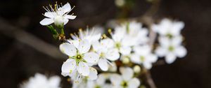 Preview wallpaper flowers, cherry, petals, white, spring, blur