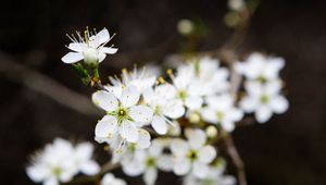 Preview wallpaper flowers, cherry, petals, white, spring, blur