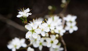 Preview wallpaper flowers, cherry, petals, white, spring, blur