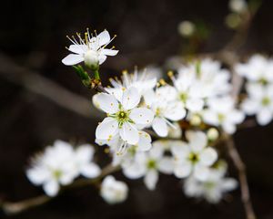 Preview wallpaper flowers, cherry, petals, white, spring, blur