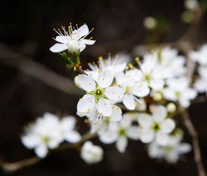 Preview wallpaper flowers, cherry, petals, white, spring, blur