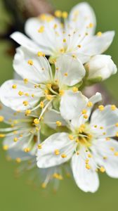 Preview wallpaper flowers, cherry, petals, branch, macro
