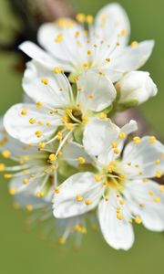 Preview wallpaper flowers, cherry, petals, branch, macro