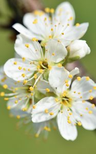 Preview wallpaper flowers, cherry, petals, branch, macro