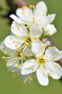 Preview wallpaper flowers, cherry, petals, branch, macro