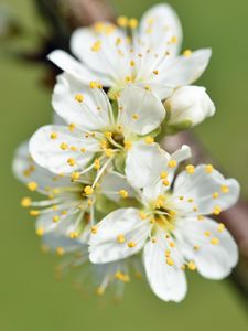 Preview wallpaper flowers, cherry, petals, branch, macro