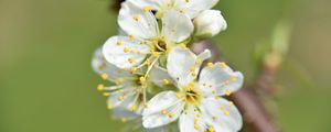 Preview wallpaper flowers, cherry, petals, branch, macro