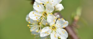 Preview wallpaper flowers, cherry, petals, branch, macro
