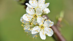 Preview wallpaper flowers, cherry, petals, branch, macro