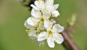 Preview wallpaper flowers, cherry, petals, branch, macro