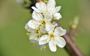 Preview wallpaper flowers, cherry, petals, branch, macro