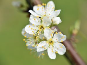 Preview wallpaper flowers, cherry, petals, branch, macro