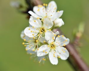 Preview wallpaper flowers, cherry, petals, branch, macro