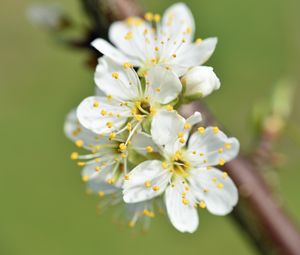 Preview wallpaper flowers, cherry, petals, branch, macro