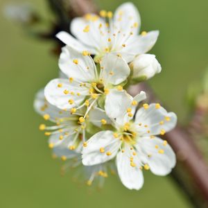 Preview wallpaper flowers, cherry, petals, branch, macro