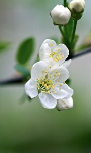 Preview wallpaper flowers, cherry, petals, spring, macro