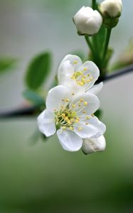 Preview wallpaper flowers, cherry, petals, spring, macro