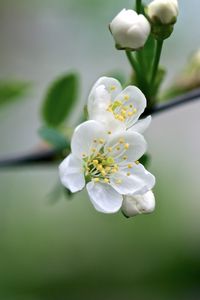 Preview wallpaper flowers, cherry, petals, spring, macro