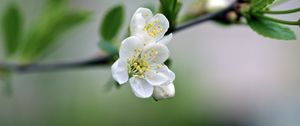 Preview wallpaper flowers, cherry, petals, spring, macro