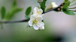 Preview wallpaper flowers, cherry, petals, spring, macro