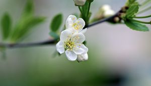 Preview wallpaper flowers, cherry, petals, spring, macro