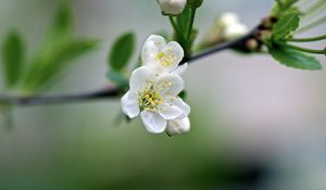 Preview wallpaper flowers, cherry, petals, spring, macro