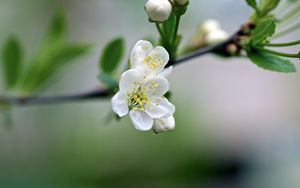 Preview wallpaper flowers, cherry, petals, spring, macro