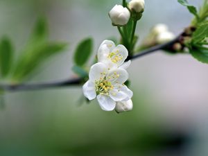 Preview wallpaper flowers, cherry, petals, spring, macro