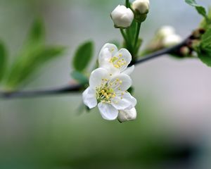 Preview wallpaper flowers, cherry, petals, spring, macro