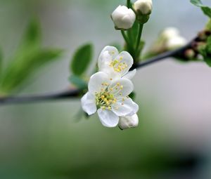 Preview wallpaper flowers, cherry, petals, spring, macro