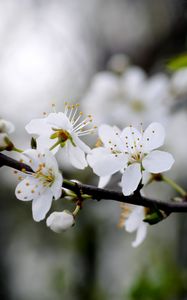 Preview wallpaper flowers, cherry, petals, branch