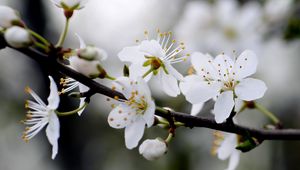 Preview wallpaper flowers, cherry, petals, branch