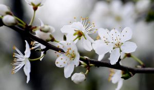 Preview wallpaper flowers, cherry, petals, branch