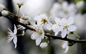 Preview wallpaper flowers, cherry, petals, branch