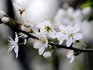 Preview wallpaper flowers, cherry, petals, branch