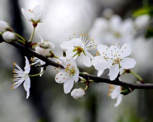 Preview wallpaper flowers, cherry, petals, branch