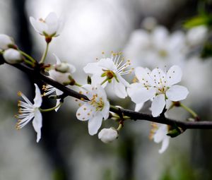 Preview wallpaper flowers, cherry, petals, branch