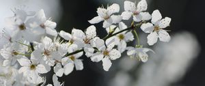 Preview wallpaper flowers, cherry, petals, branch, spring