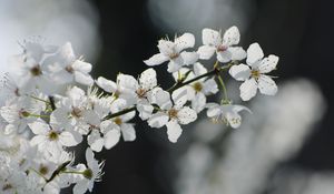 Preview wallpaper flowers, cherry, petals, branch, spring